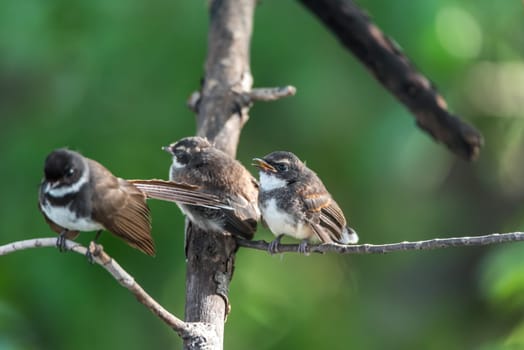 Two birds (Malaysian Pied Fantail, Rhipidura javanica) black and white color are couple, friends or brethren perched on a tree in a nature wild