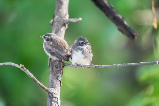 Two birds (Pied Fantail Flycatcher, Rhipidura javanica) black color in a nature wild are couple, friends or brethren