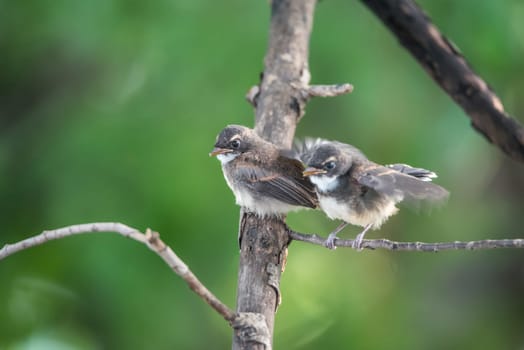 Two birds (Pied Fantail Flycatcher, Rhipidura javanica) black color in a nature wild are couple, friends or brethren