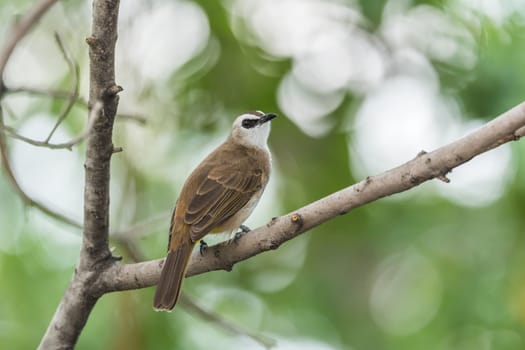 Bird (Yellow-vented Bulbul, Pycnonotus goiavier) black, yellow and brown color perched on a tree in a nature wild