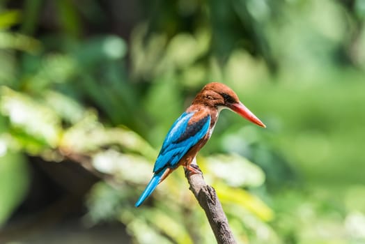 Bird (White-throated Kingfisher, Halcyon smyrnensis) bright blue, back wings tail, head, shoulders chestnut throat and breast are white, bill and legs are bright red perched on a tree in a nature wild