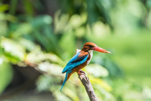 Bird (White-throated Kingfisher, Halcyon smyrnensis) bright blue, back wings tail, head, shoulders chestnut throat and breast are white, bill and legs are bright red perched on a tree in a nature wild