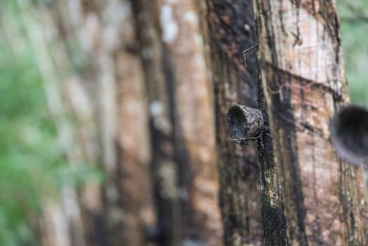 Rubber tree in row at a rubber tree plantation natural latex is a agriculture harvesting natural rubber in white milk color for industry in Thailand