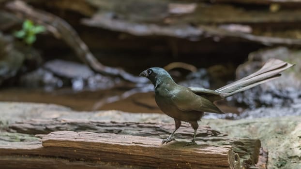 Bird (Racket-tailed Treepie, Crypsirina temia) velvety-black forehead of short, plush black feathers and oily green colour perched on a tree in a wild