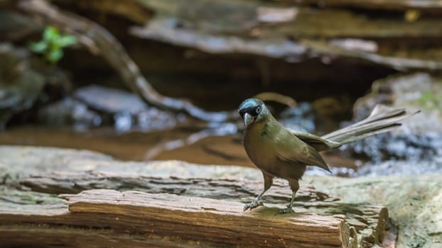Bird (Racket-tailed Treepie, Crypsirina temia) velvety-black forehead of short, plush black feathers and oily green colour perched on a tree in a wild