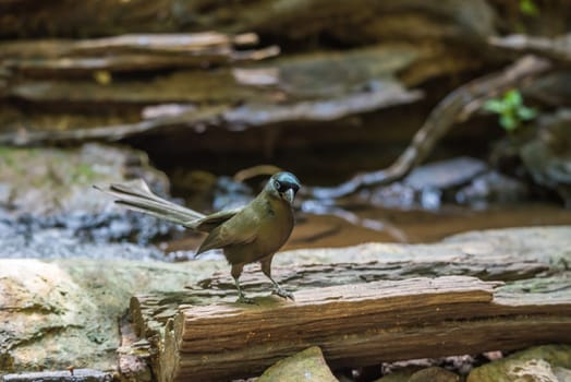 Bird (Racket-tailed Treepie, Crypsirina temia) velvety-black forehead of short, plush black feathers and oily green colour perched on a tree in a wild
