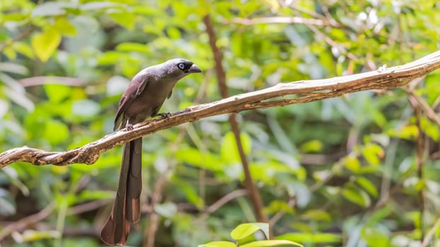 Bird (Racket-tailed Treepie, Crypsirina temia) velvety-black forehead of short, plush black feathers and oily green colour perched on a tree in a wild