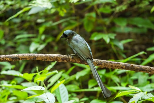 Bird (Racket-tailed Treepie, Crypsirina temia) velvety-black forehead of short, plush black feathers and oily green colour perched on a tree in a wild
