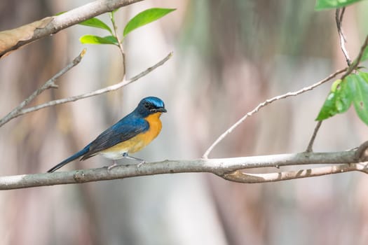 Bird (Tickell's Blue Flycatcher, Cyornis tickelliae) upper parts are bright blue throat and breast are red and the rest of the underparts are white perched on a tree in a nature wild