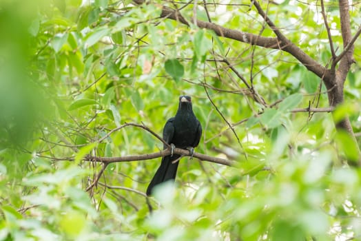 Bird (Asian koel, Eudynamys scolopaceus) male glossy bluish-black, with a pale greenish grey bill the iris is crimson, and it has grey legs and feet perched on a tree in a nature wild