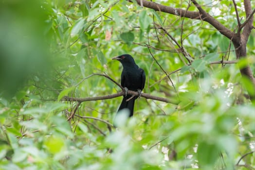 Bird (Asian koel, Eudynamys scolopaceus) male glossy bluish-black, with a pale greenish grey bill the iris is crimson, and it has grey legs and feet perched on a tree in a nature wild