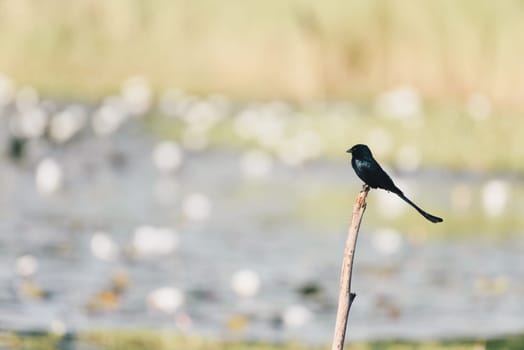 Bird (Black Drongo, Dicrurus macrocercus) It is a wholly black bird with a distinctive forked tail perched on a tree in a nature wild
