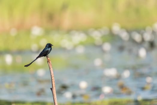 Bird (Black Drongo, Dicrurus macrocercus) It is a wholly black bird with a distinctive forked tail perched on a tree in a nature wild