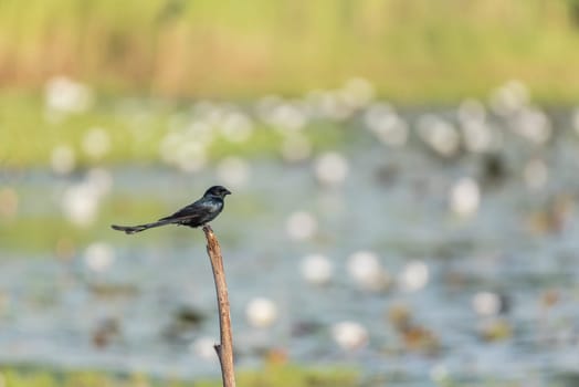 Bird (Black Drongo, Dicrurus macrocercus) It is a wholly black bird with a distinctive forked tail perched on a tree in a nature wild