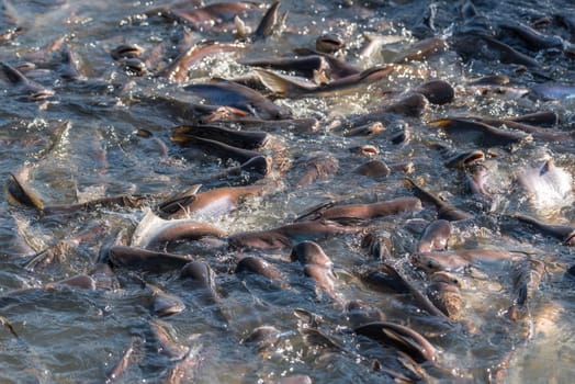 Crowd of many freshwater fish hungry such as catfish, snakehead fish, snake fish and other scramble for eat a food in river when feed