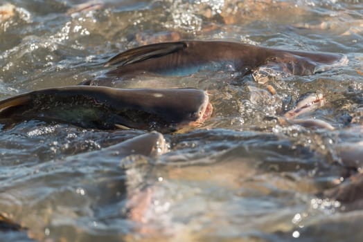 Crowd of many freshwater fish hungry such as catfish, snakehead fish, snake fish and other scramble for eat a food in river when feed
