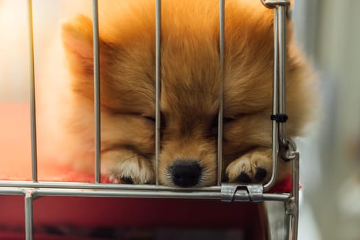 Puppy pomeranian breed so cute sleeping alone in cage dog with sadness and lonely in eye