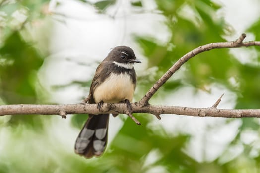 Bird (Malaysian Pied Fantail, Rhipidura javanica) black and white color perched on a tree in a nature wild