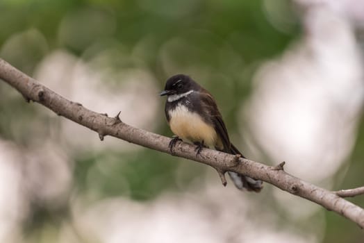 Bird (Malaysian Pied Fantail, Rhipidura javanica) black and white color perched on a tree in a nature wild
