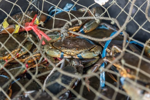 Fresh raw sea crab premium grade display for sale at seafood market or Thai street food