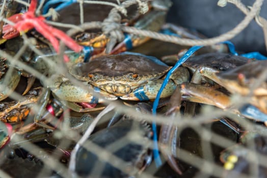 Fresh raw sea crab premium grade display for sale at seafood market or Thai street food