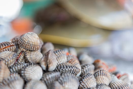 Fresh raw sea cockles clams display for sale at seafood market or Thai street food use for cook steamed blanched cockles clams