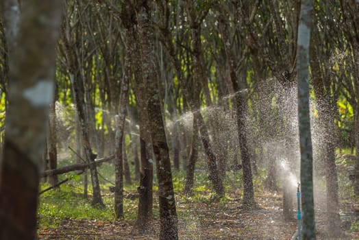 Watering rubber tree in row at a rubber tree plantation natural latex is a agriculture harvesting natural rubber in white milk color for industry in Thailand