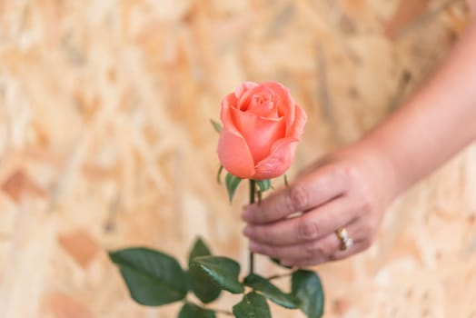 Pink rose flower nature beautiful flowers from the garden and human hand holding pink rose flower for give with copy space in Valentine's Day, Wedding or Romantic Love concept