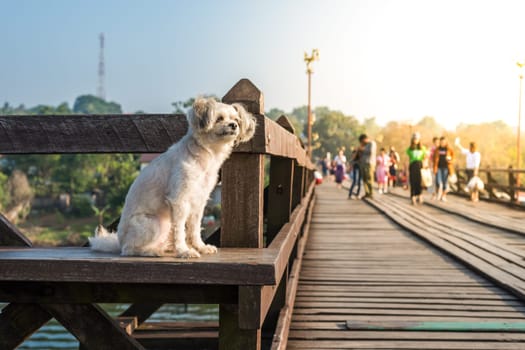 Dog so cute beige color mixed breed with Shih-Tzu, Pomeranian and Poodle with happy fun when vacation travel at wooden bridge is a nalure travel point