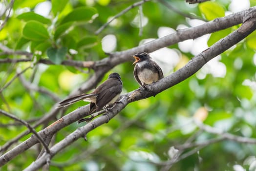 Two birds (Malaysian Pied Fantail, Rhipidura javanica) black and white color are couple, friends or brethren perched on a tree in a nature wild