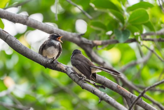 Two birds (Malaysian Pied Fantail, Rhipidura javanica) black and white color are couple, friends or brethren perched on a tree in a nature wild