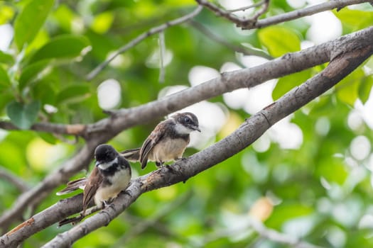 Two birds (Malaysian Pied Fantail, Rhipidura javanica) black and white color are couple, friends or brethren perched on a tree in a nature wild
