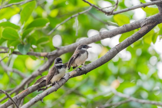 Two birds (Malaysian Pied Fantail, Rhipidura javanica) black and white color are couple, friends or brethren perched on a tree in a nature wild