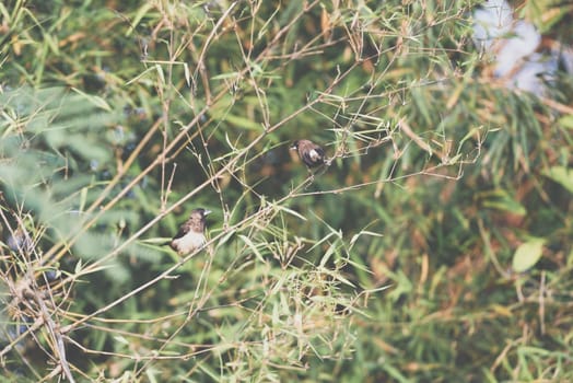 Bird (Scaly-breasted Munia or Lonchura punctulata) white and brown color perched on a tree in a nature wild