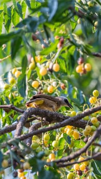 Bird (Yellow-vented Bulbul, Pycnonotus goiavier) black, yellow and brown color perched on a tree in a nature wild