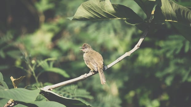 Bird (Streak-eared bulbul, Pycnonotus blanfordi) brown color perched on a tree in a nature wild