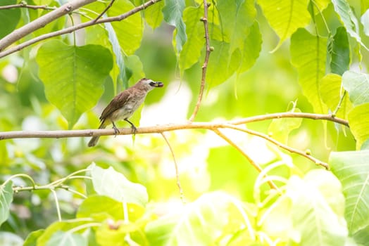 Bird (Yellow-vented Bulbul, Pycnonotus goiavier) black, yellow and brown color perched on a tree in a nature wild