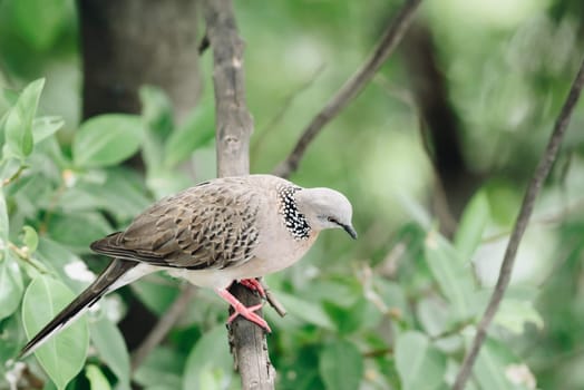 Bird (Dove, Pigeon or Disambiguation) Pigeons and doves perched on a tree in a nature wild