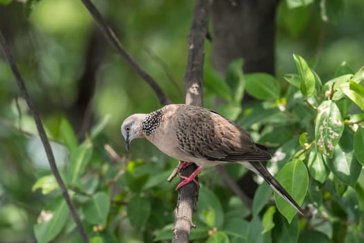 Bird (Dove, Pigeon or Disambiguation) Pigeons and doves perched on a tree in a nature wild