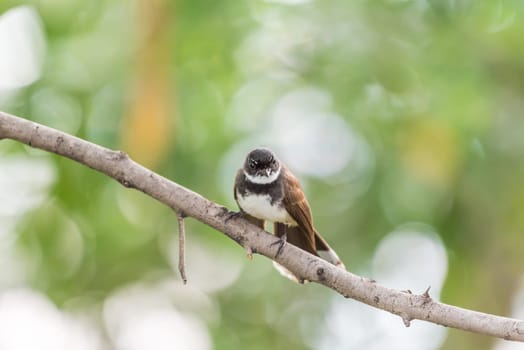 Bird (Malaysian Pied Fantail, Rhipidura javanica) black and white color perched on a tree in a nature wild