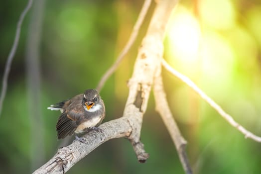 Bird (Malaysian Pied Fantail, Rhipidura javanica) black and white color perched on a tree in a nature wild