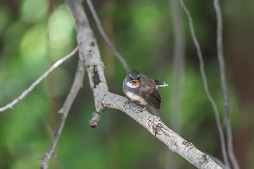 Bird (Malaysian Pied Fantail, Rhipidura javanica) black and white color perched on a tree in a nature wild