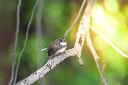 Bird (Malaysian Pied Fantail, Rhipidura javanica) black and white color perched on a tree in a nature wild