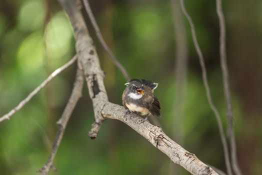 Bird (Malaysian Pied Fantail, Rhipidura javanica) black and white color perched on a tree in a nature wild