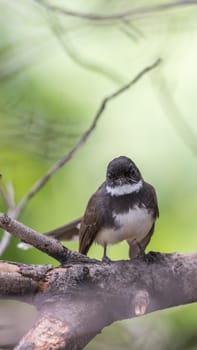 Two birds (Malaysian Pied Fantail, Rhipidura javanica) black and white color are couple, friends or brethren perched on a tree in a nature wild