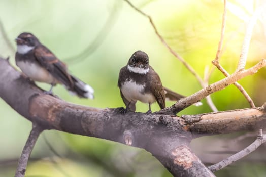 Two birds (Malaysian Pied Fantail, Rhipidura javanica) black and white color are couple, friends or brethren perched on a tree in a nature wild