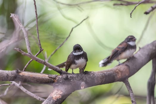 Two birds (Malaysian Pied Fantail, Rhipidura javanica) black and white color are couple, friends or brethren perched on a tree in a nature wild