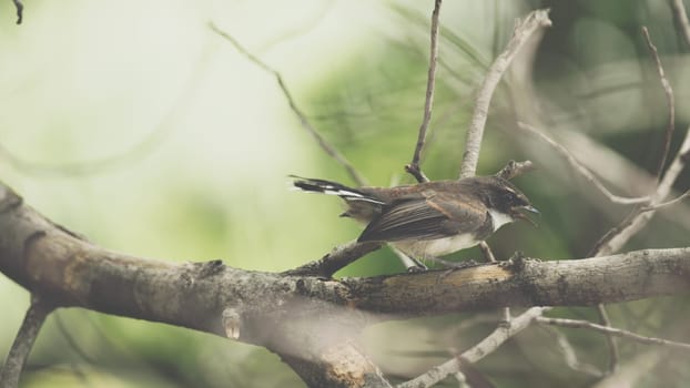 Bird (Malaysian Pied Fantail, Rhipidura javanica) black and white color perched on a tree in a nature wild