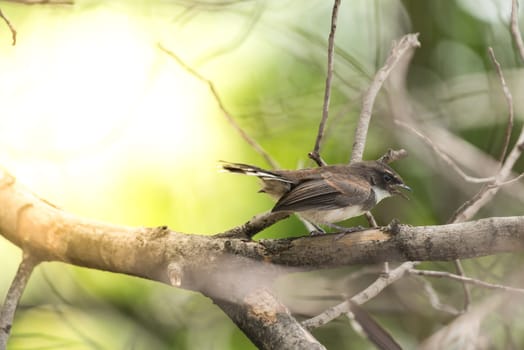 Bird (Malaysian Pied Fantail, Rhipidura javanica) black and white color perched on a tree in a nature wild