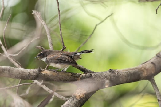 Bird (Malaysian Pied Fantail, Rhipidura javanica) black and white color perched on a tree in a nature wild